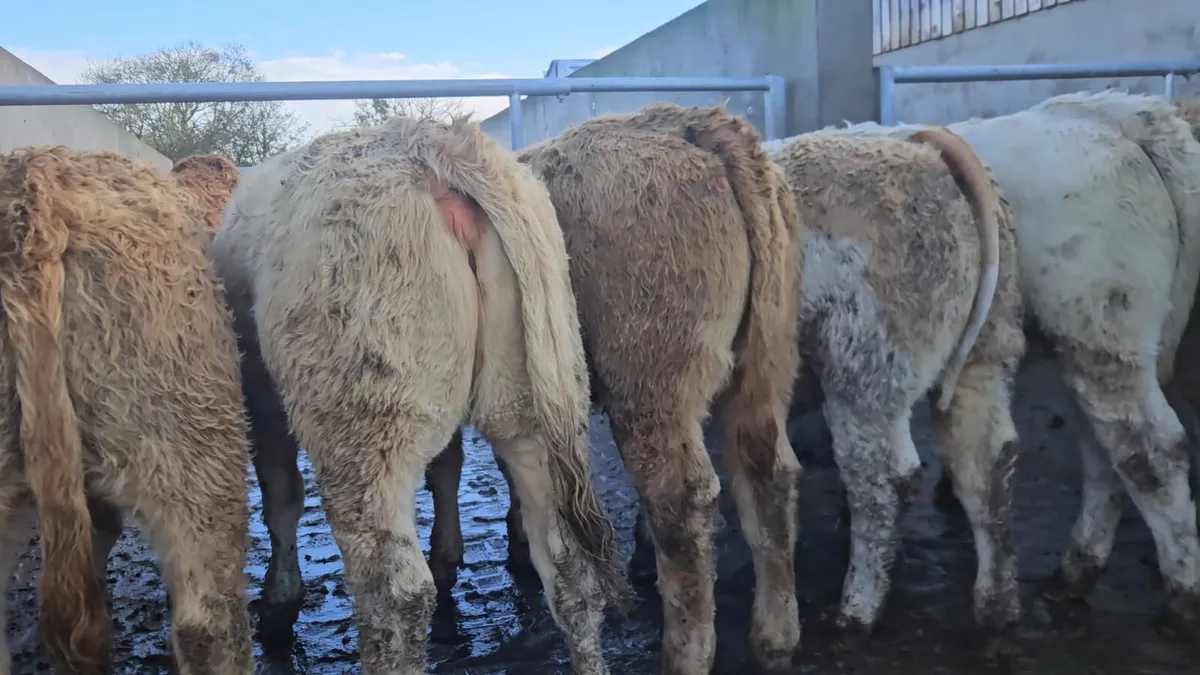 18 Smashing Charolais Heifers - Image 4