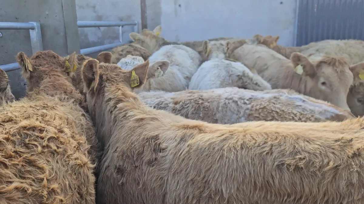 18 Smashing Charolais Heifers - Image 1