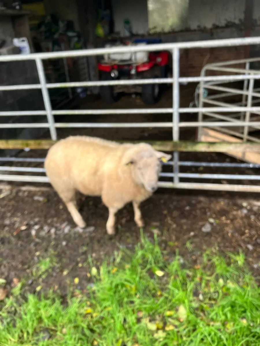 Sheep - Image 1