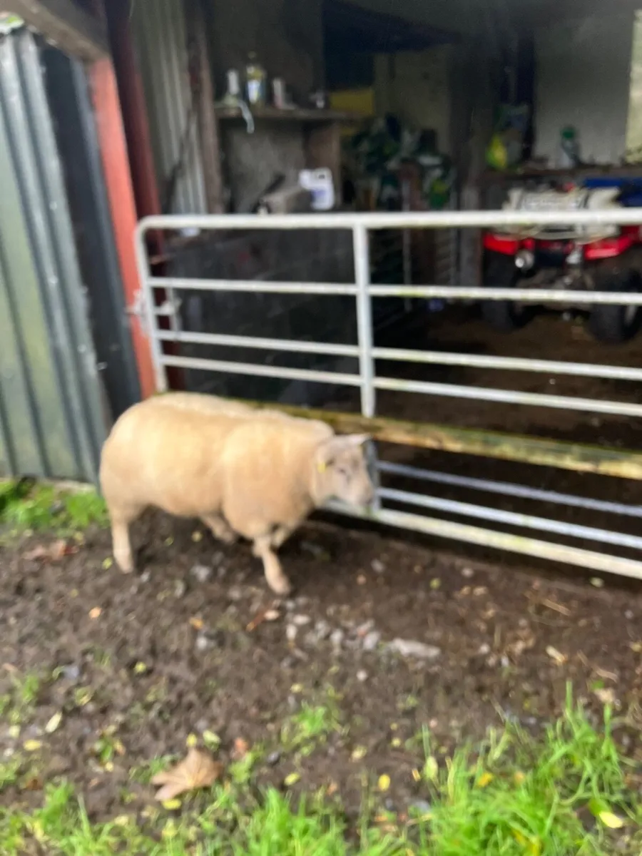 Sheep - Image 2