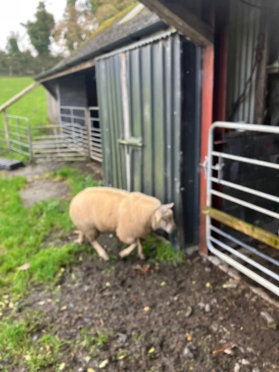 Sheep - Image 3