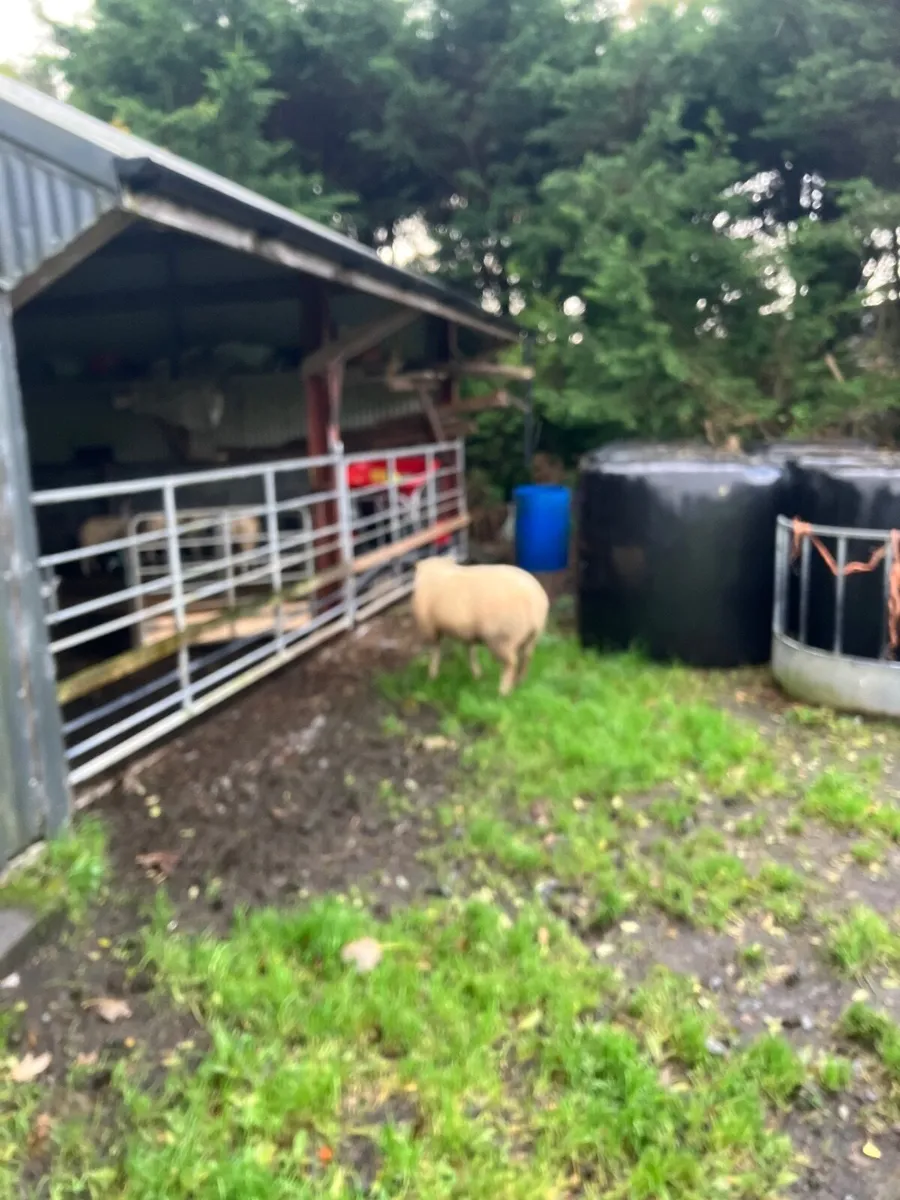 Sheep - Image 4