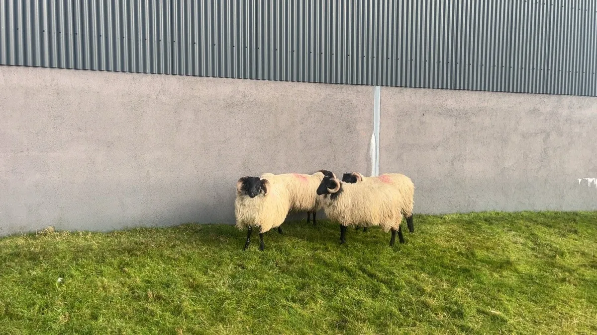 Mayo Mountain Ram Lambs - Image 2