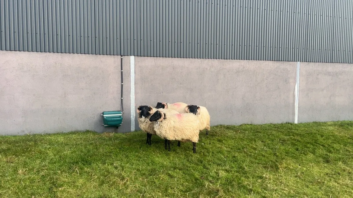 Mayo Mountain Ram Lambs - Image 4