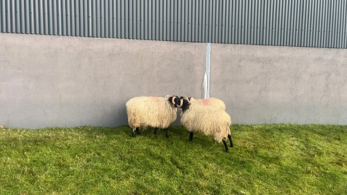 Mayo Mountain Ram Lambs - Image 3