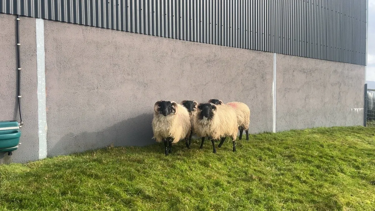 Mayo Mountain Ram Lambs - Image 1