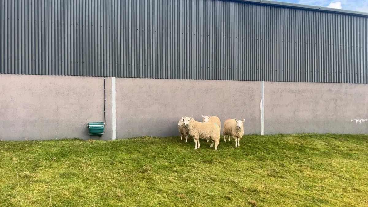 Wicklow Cheviot Ram Lambs - Image 2