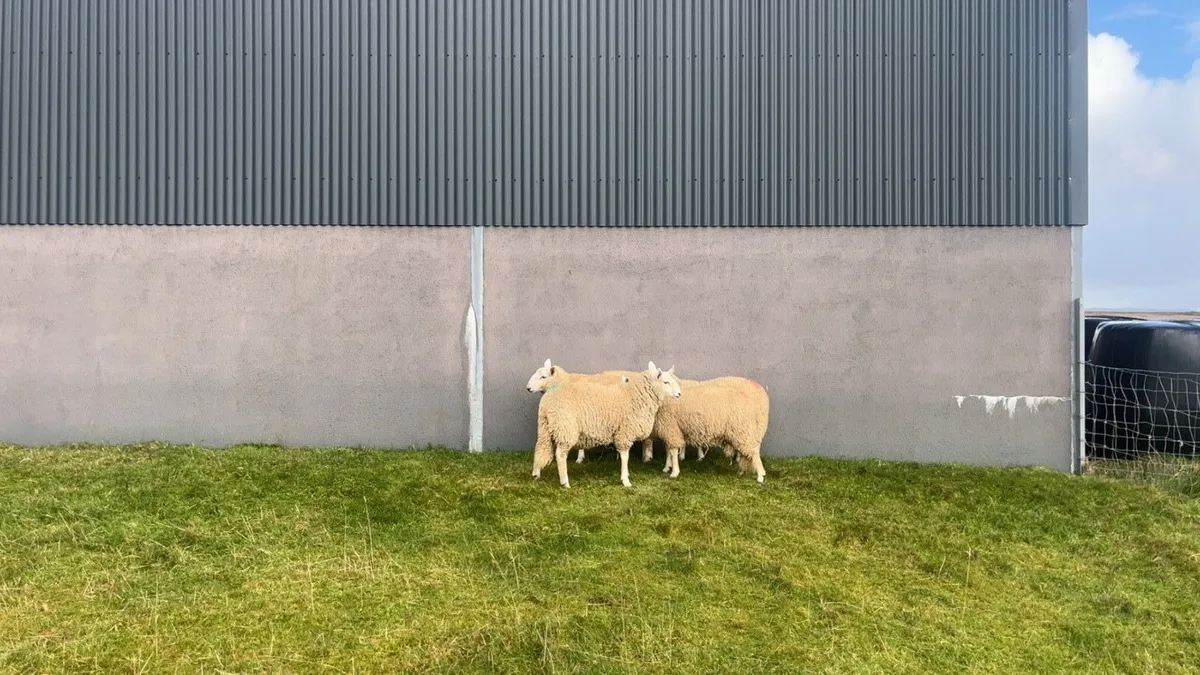 Wicklow Cheviot Ram Lambs - Image 3