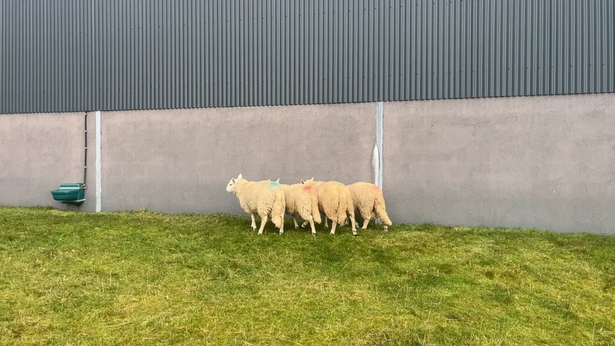 Wicklow Cheviot Ram Lambs - Image 4