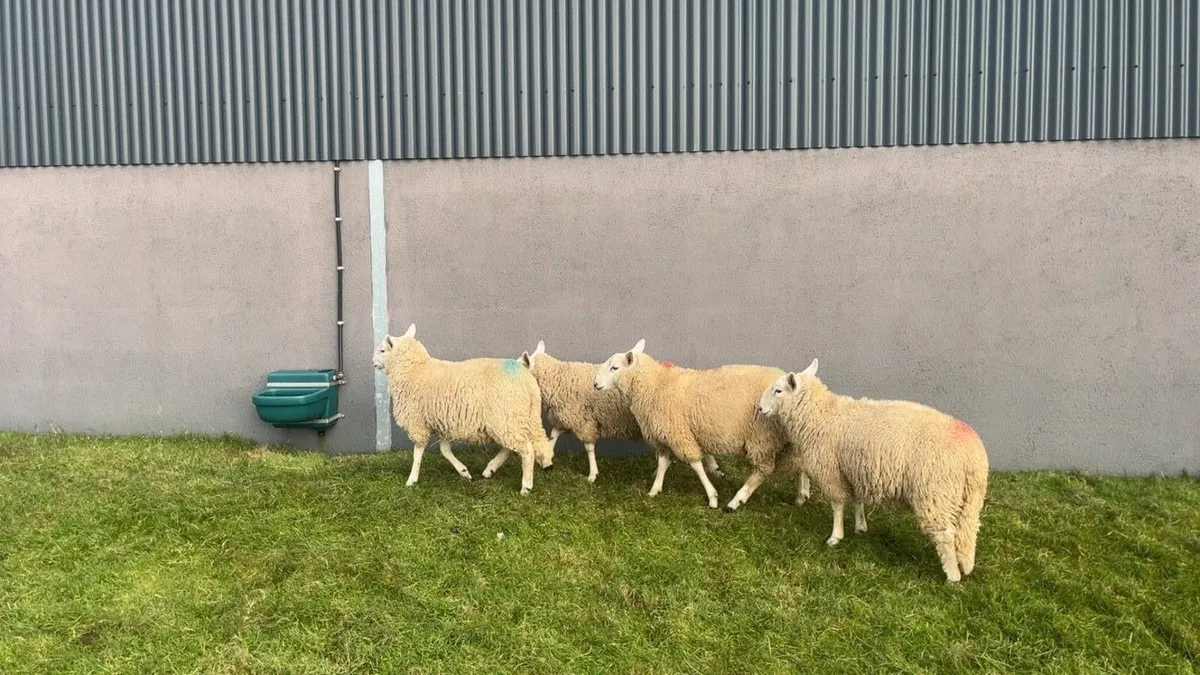 Wicklow Cheviot Ram Lambs - Image 1