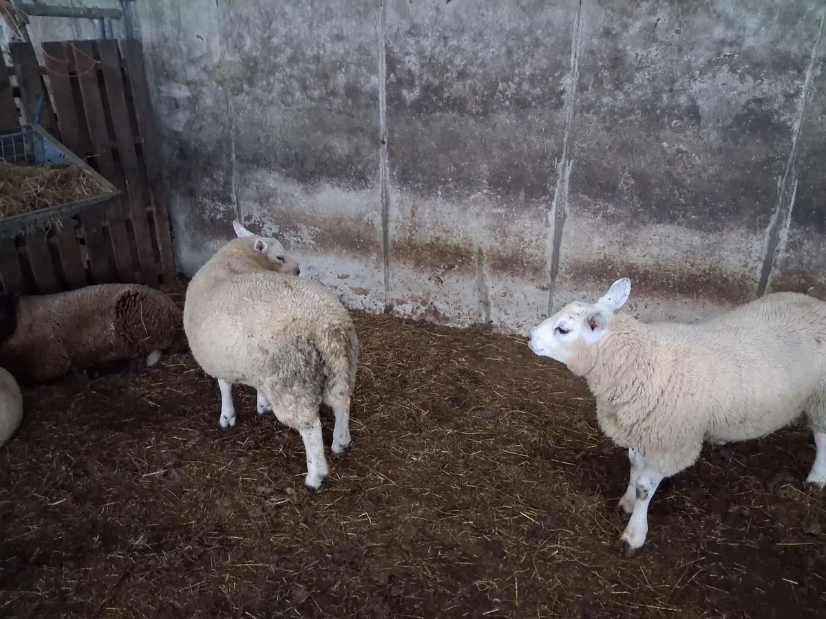 Ram lambs - Image 2