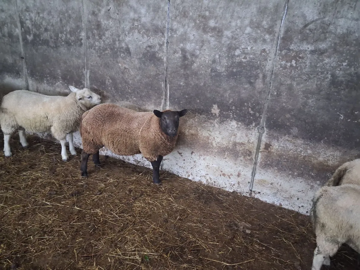 Ram lambs - Image 3