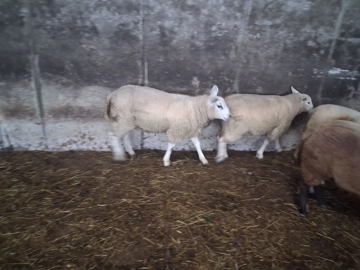 Ram lambs - Image 1