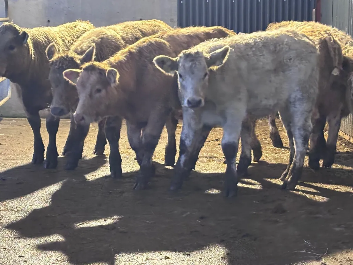 7 Charlaois Weanling heifers for sale - Image 2