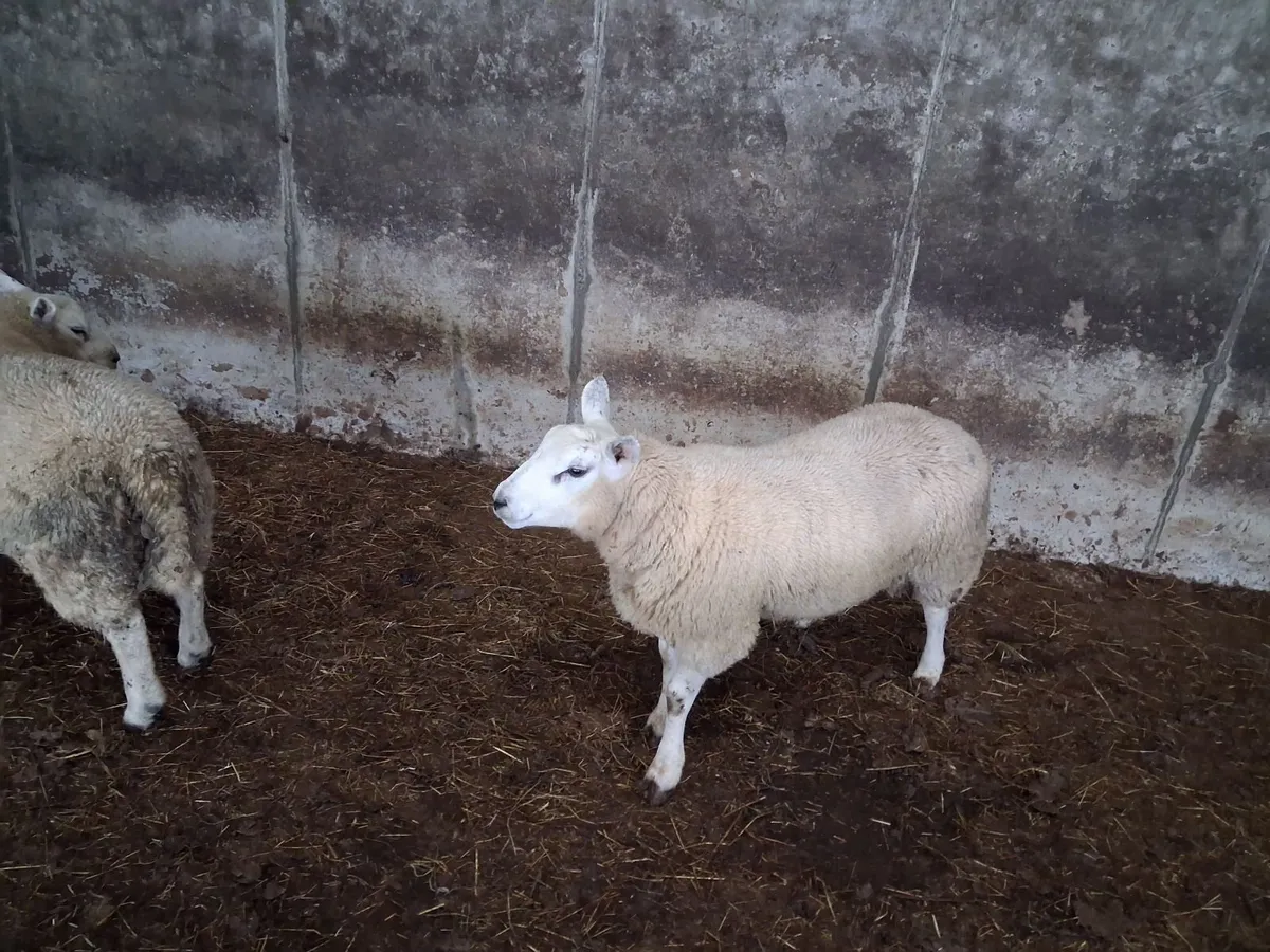 Ram lambs - Image 4