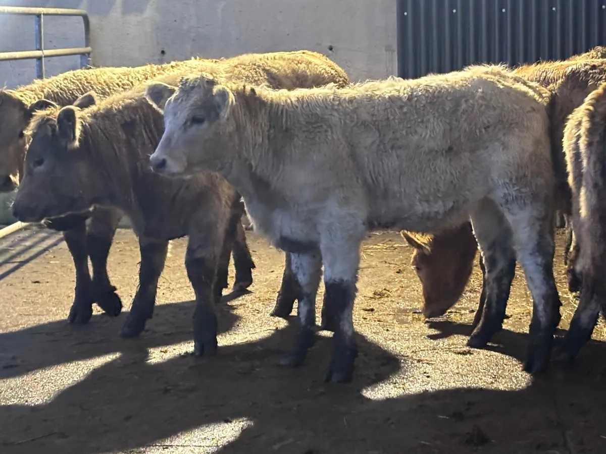 7 Charlaois Weanling heifers for sale - Image 3