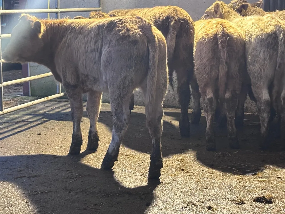 7 Charlaois Weanling heifers for sale - Image 4