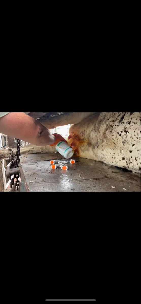 Heifer Teat sealing - Image 2