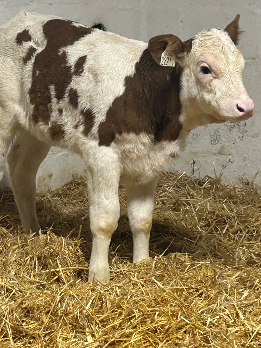 A SUPER QUALITY RED SIMMENTAL HEIFER CALF - Image 3