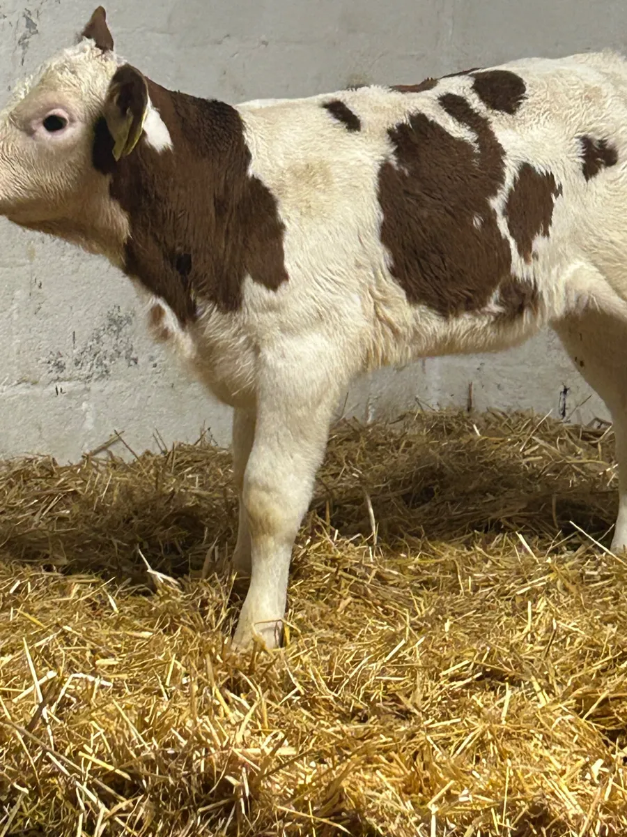 A SUPER QUALITY RED SIMMENTAL HEIFER CALF - Image 4