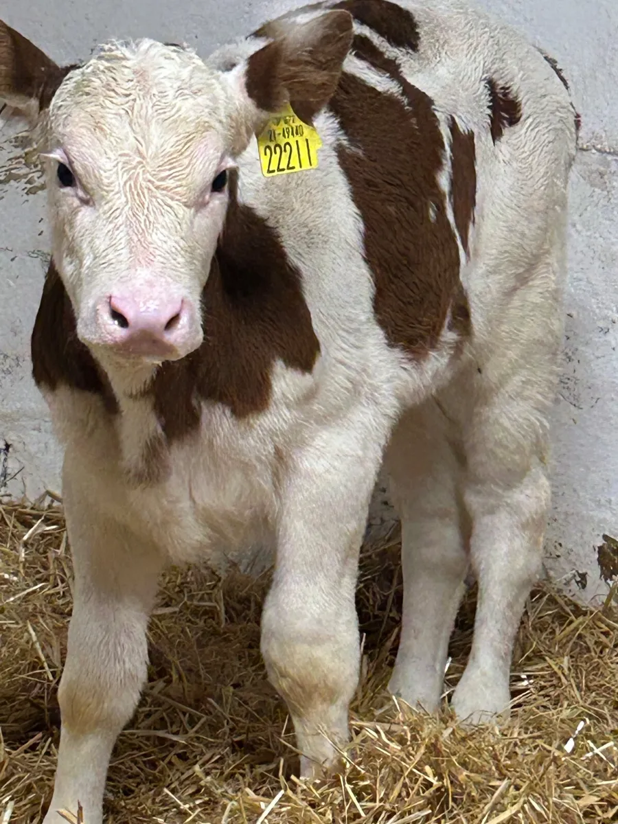 A SUPER QUALITY RED SIMMENTAL HEIFER CALF - Image 1