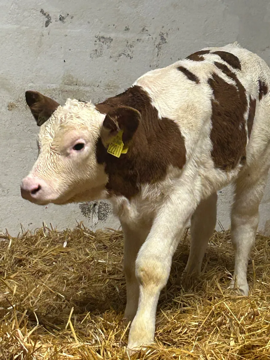 A SUPER QUALITY RED SIMMENTAL HEIFER CALF - Image 2