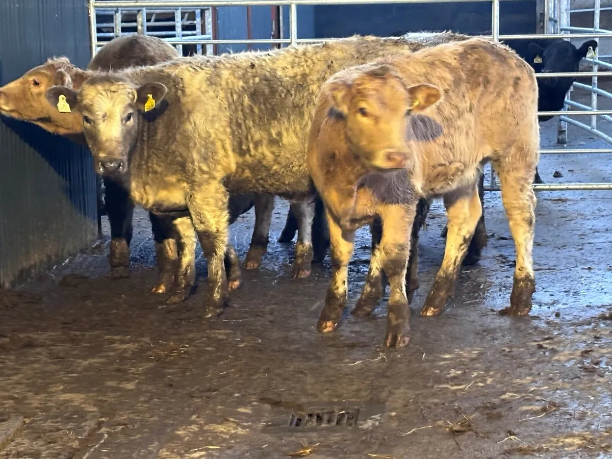 7 Charlaois Weanling heifers for sale - Image 1