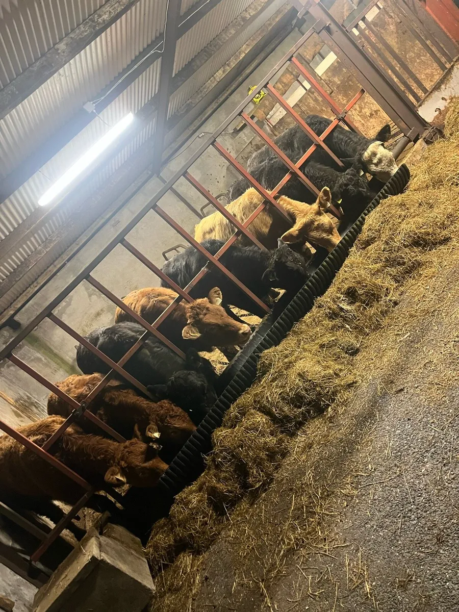 8 suckler bred Weanling heifers - Image 3