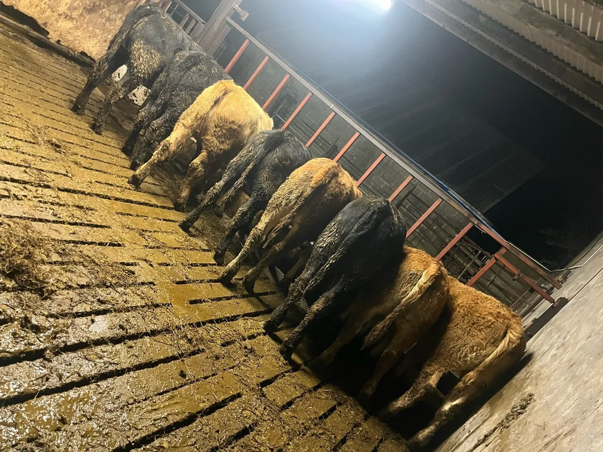 8 suckler bred Weanling heifers - Image 1