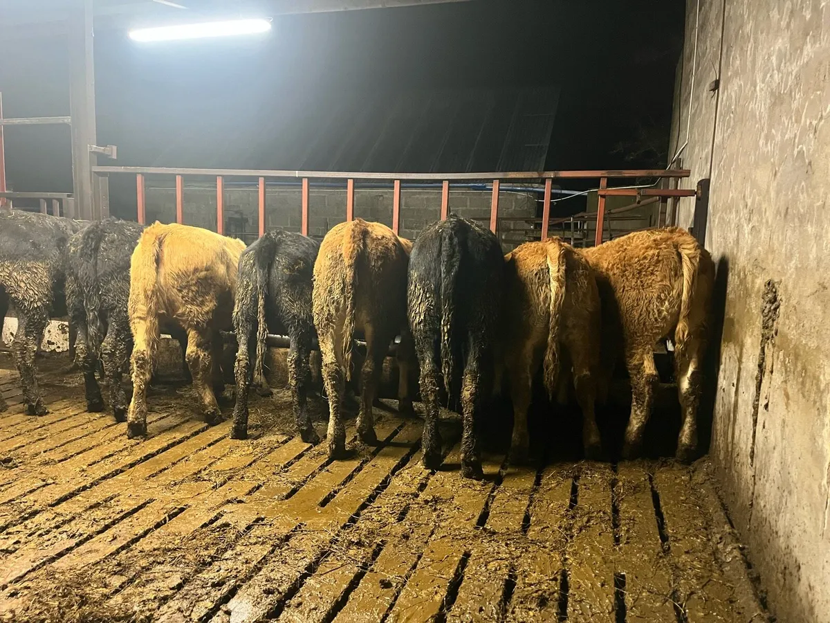 8 suckler bred Weanling heifers - Image 2