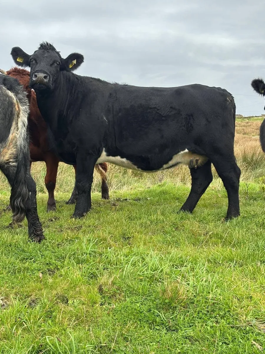 Oct 30th Cattle & Sheep Sale – 1pm - Clifden Mart - Image 3