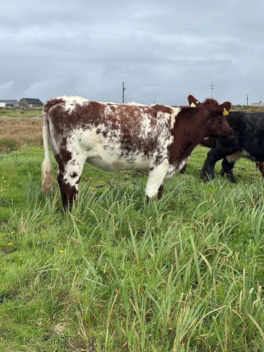Oct 30th Cattle & Sheep Sale – 1pm - Clifden Mart - Image 4