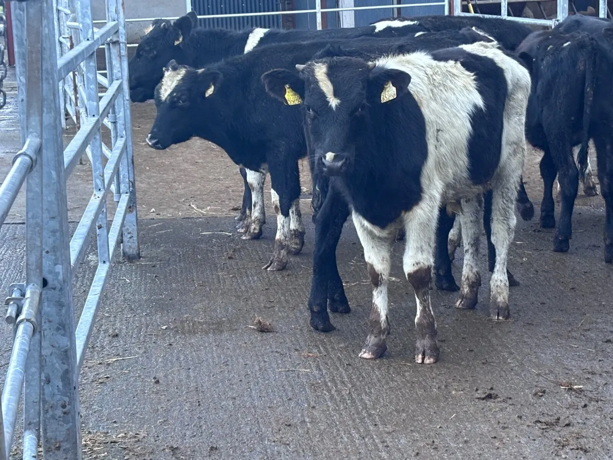 10 Freisan bull Weanlings for sale @€590 - Image 1