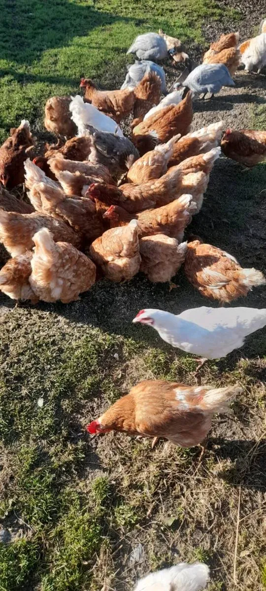 Hens and Roosters For Sale - Image 3