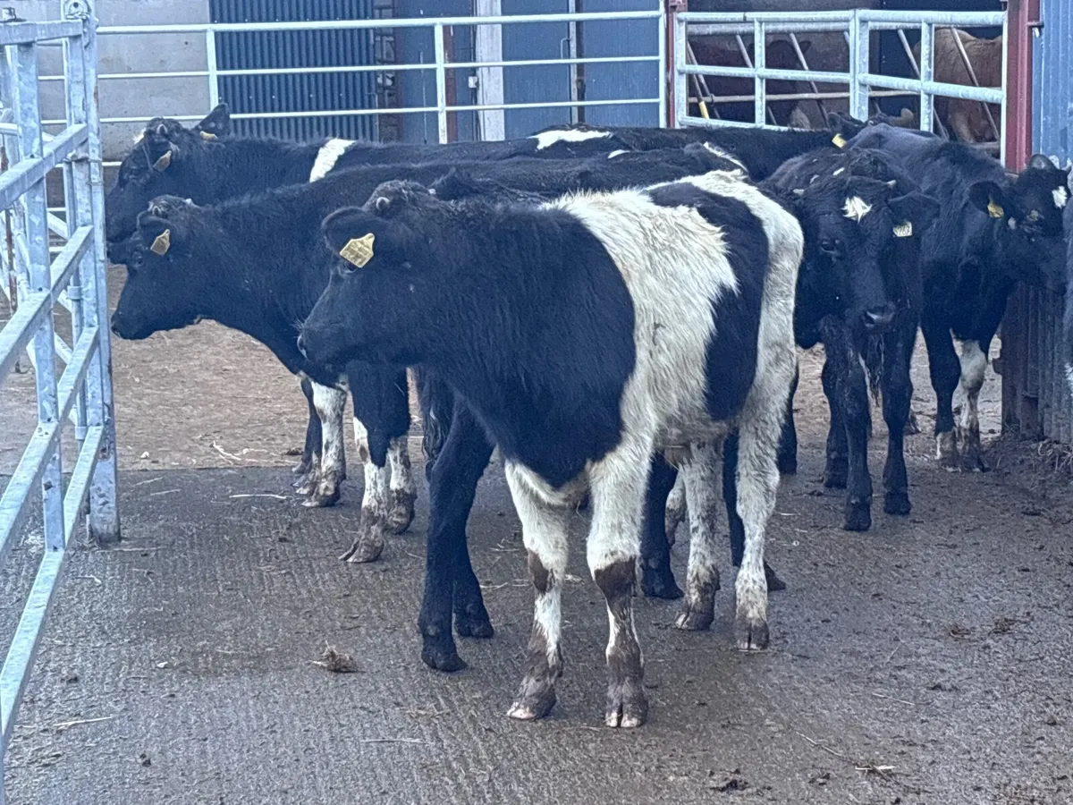 10 Freisan bull Weanlings for sale @€590 - Image 2