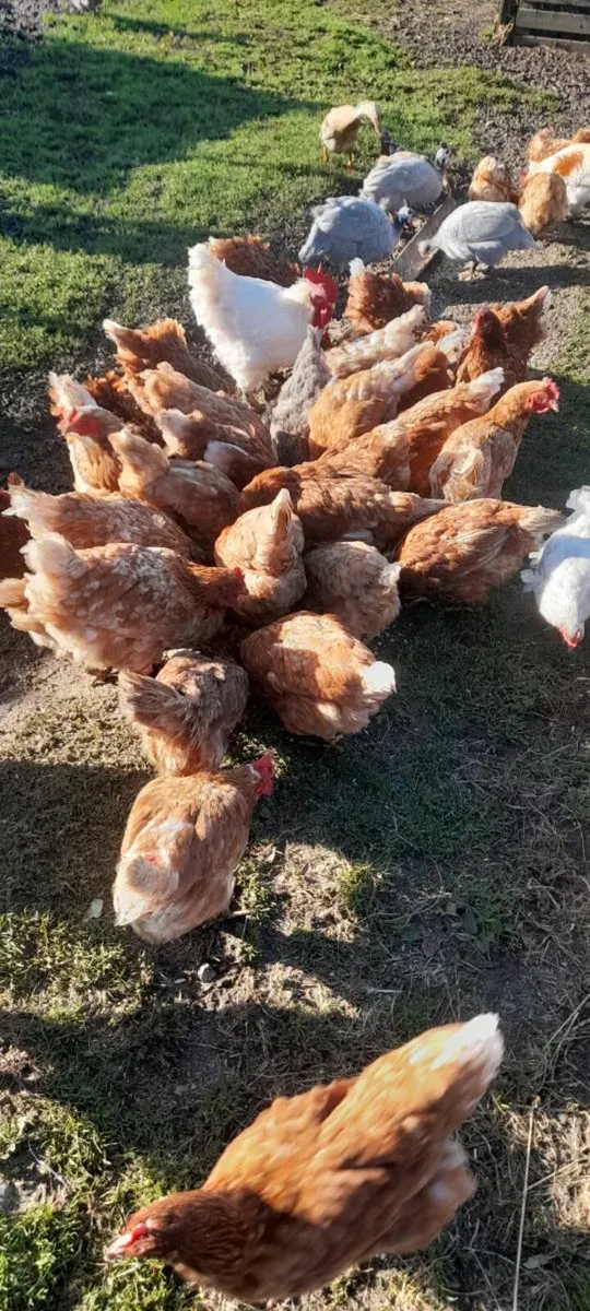 Hens and Roosters For Sale - Image 1