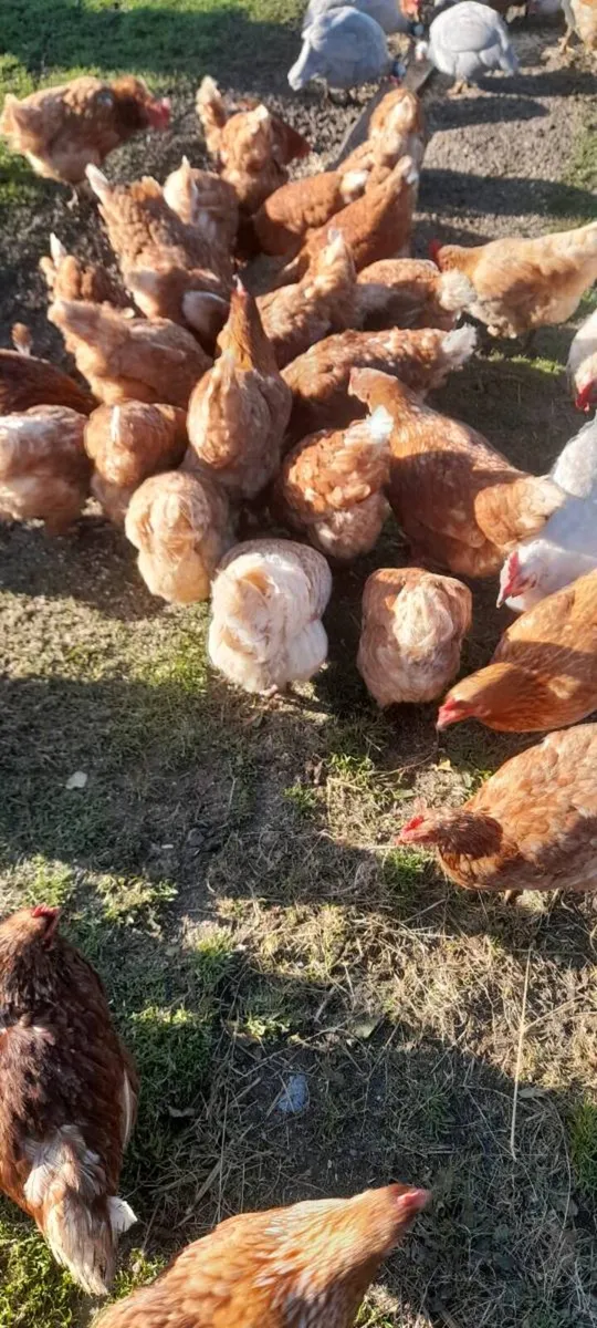 Hens and Roosters For Sale - Image 2