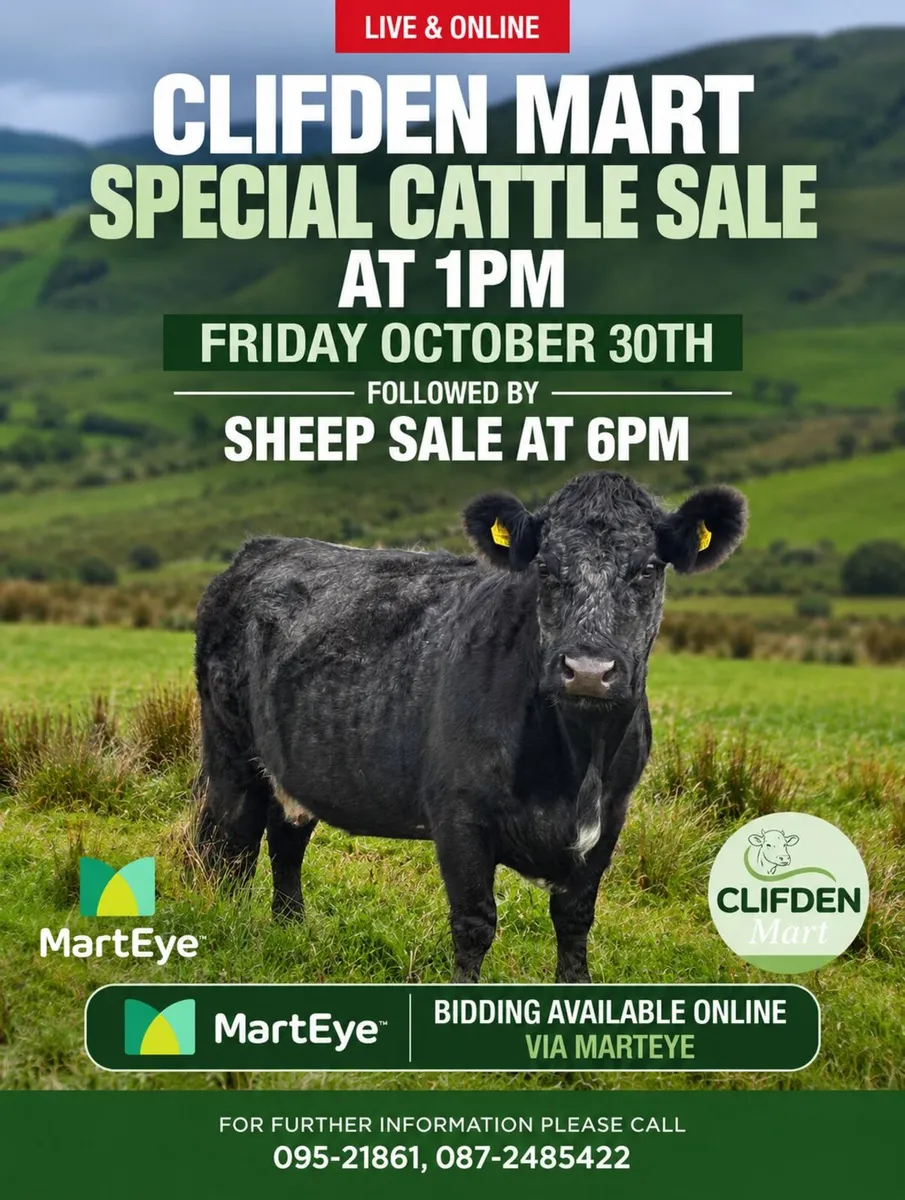 Oct 30th Cattle & Sheep Sale – 1pm - Clifden Mart - Image 1