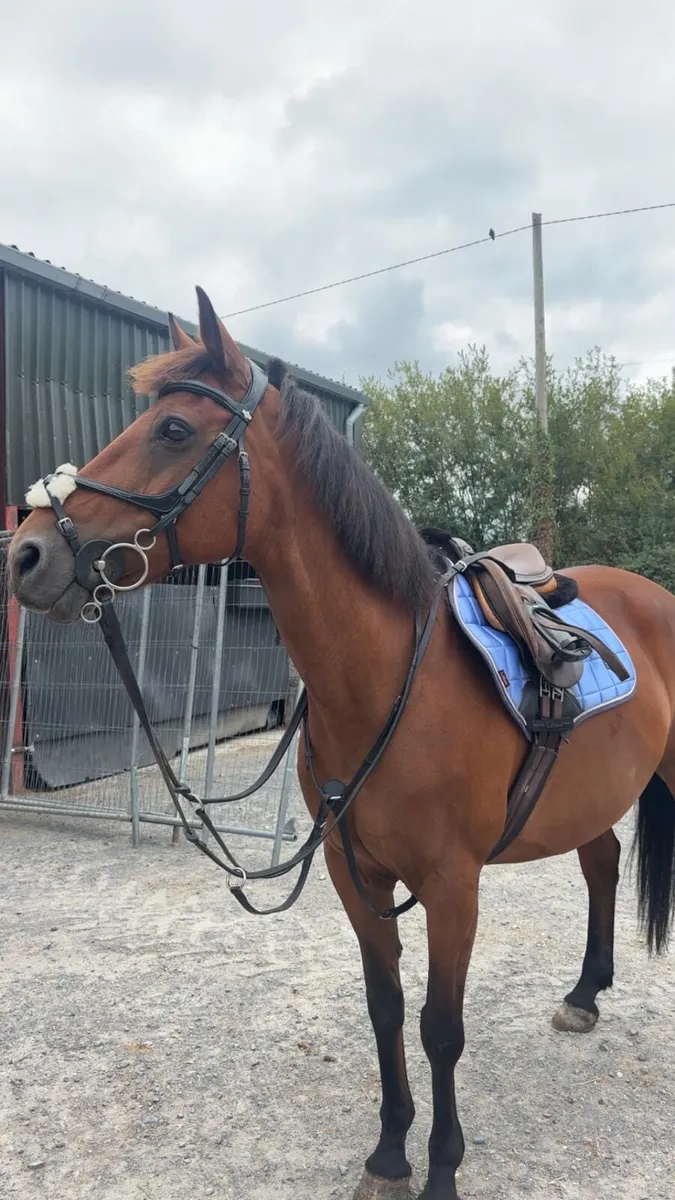 Bombproof Pony 14.1 hands - Image 1