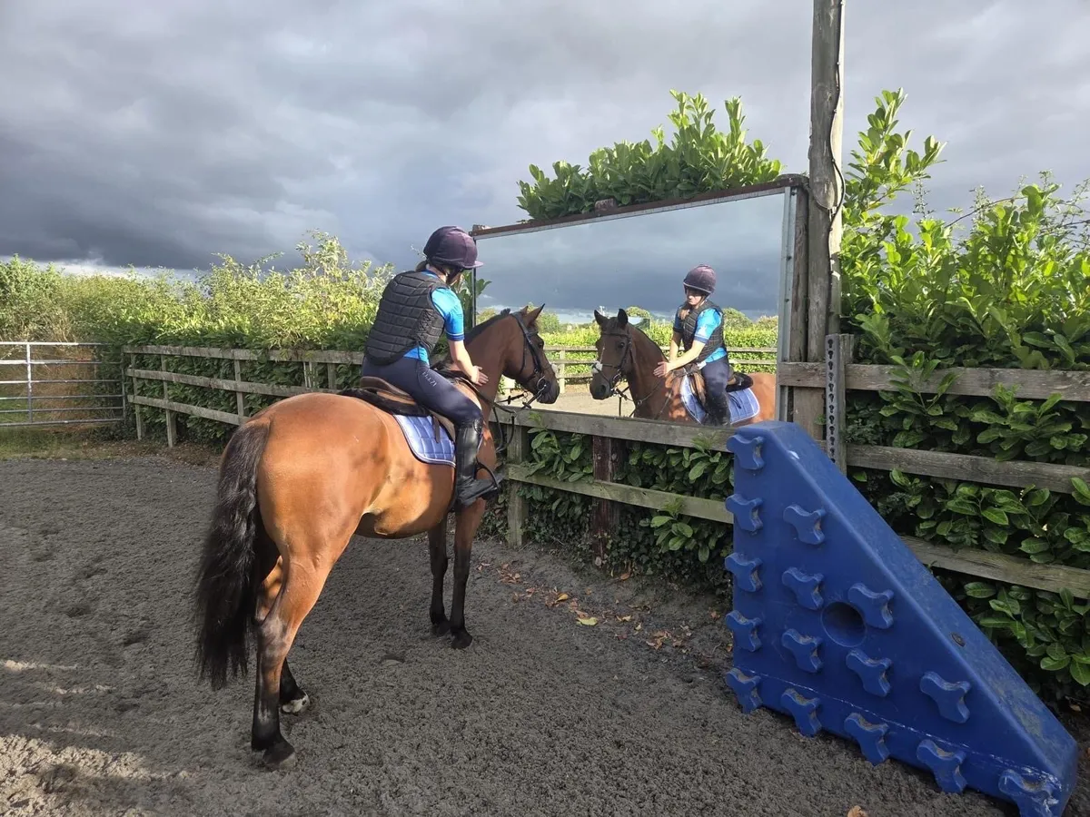 Bombproof Pony 14.1 hands - Image 2