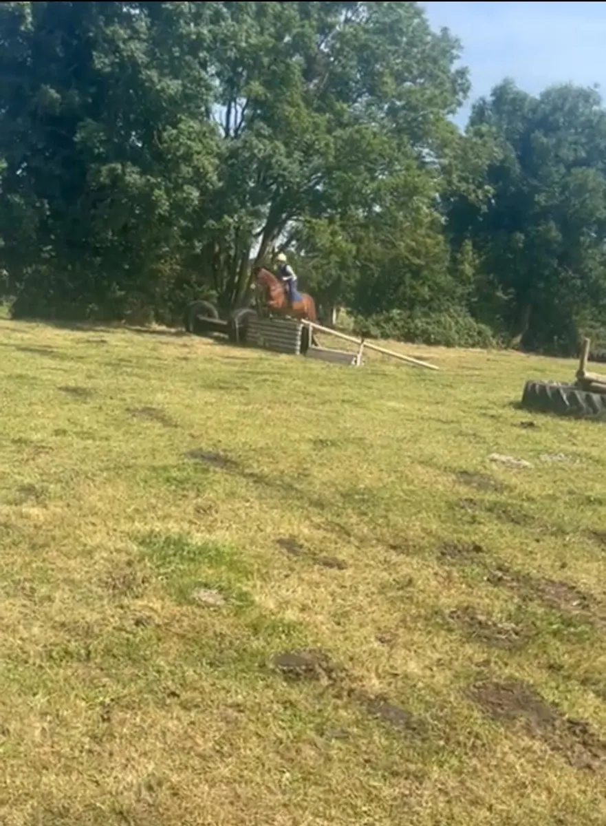 Bombproof Pony 14.1 hands - Image 3