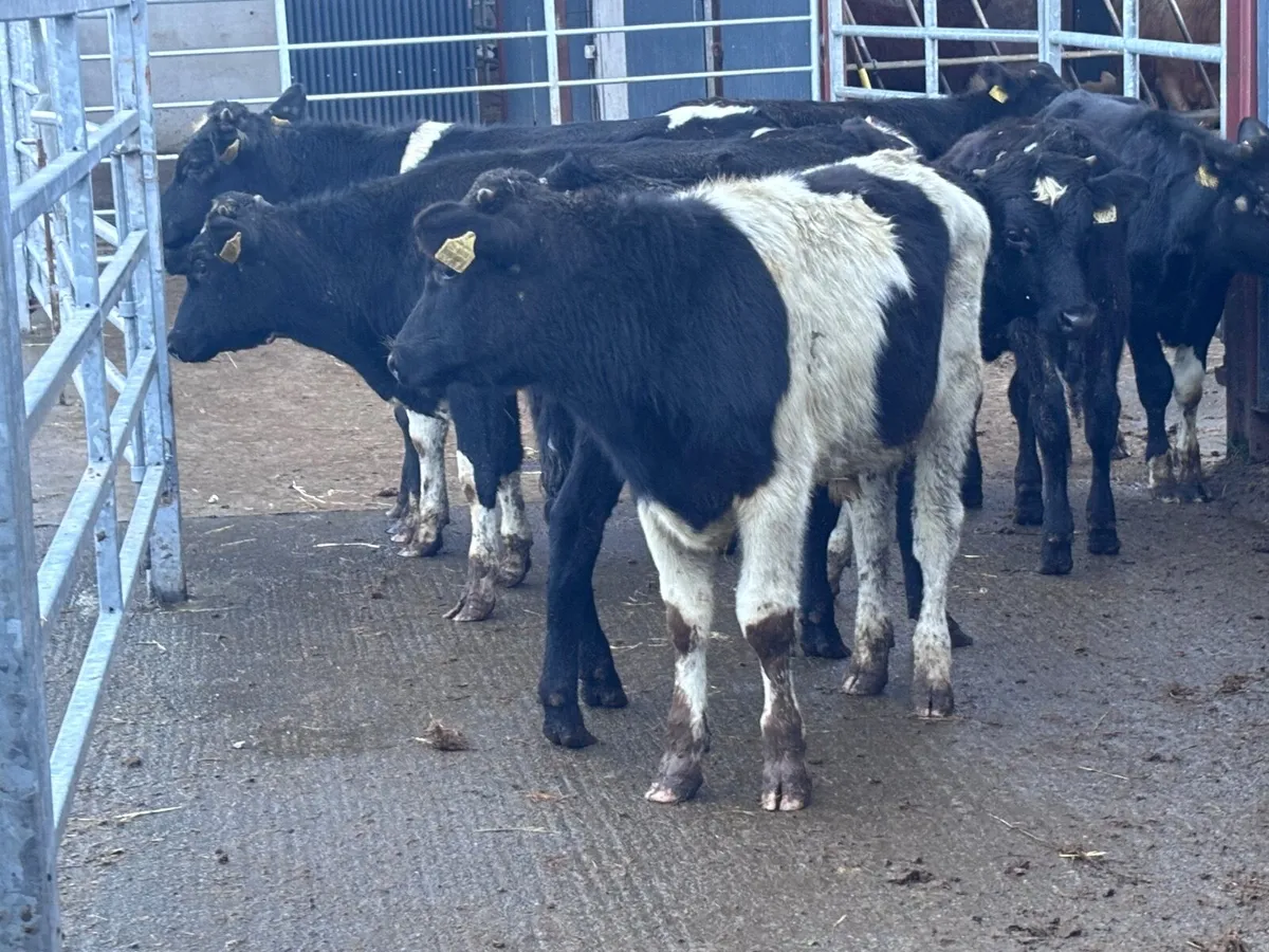 10 Freisan bull Weanlings for sale @€590 - Image 3