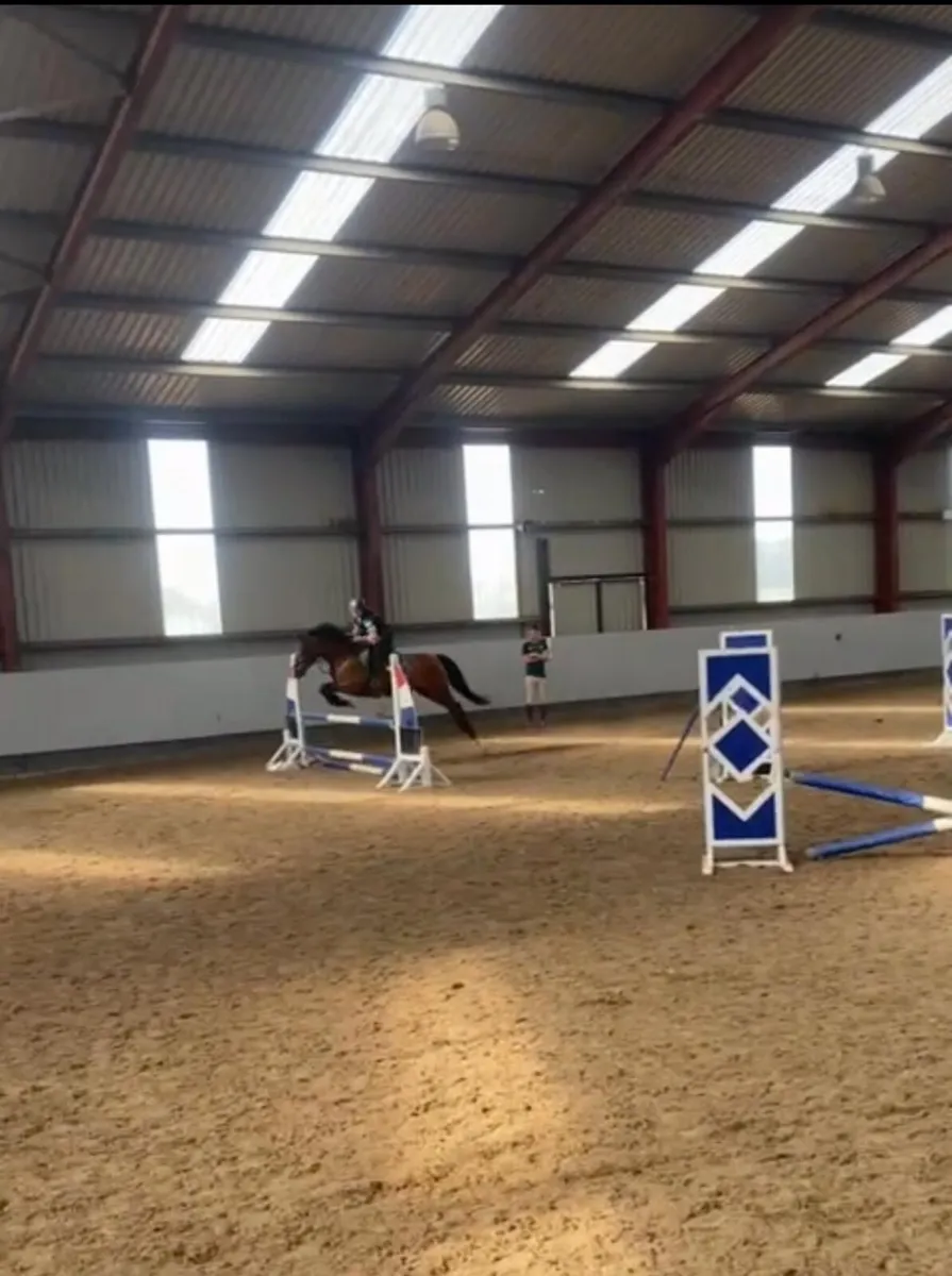Bombproof Pony 14.1 hands - Image 4