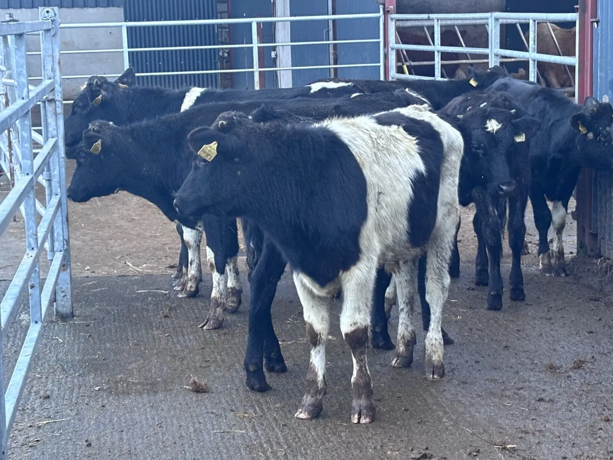 10 Freisan bull Weanlings for sale @€590 - Image 4