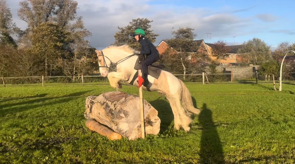 Flashy Cob - Image 2