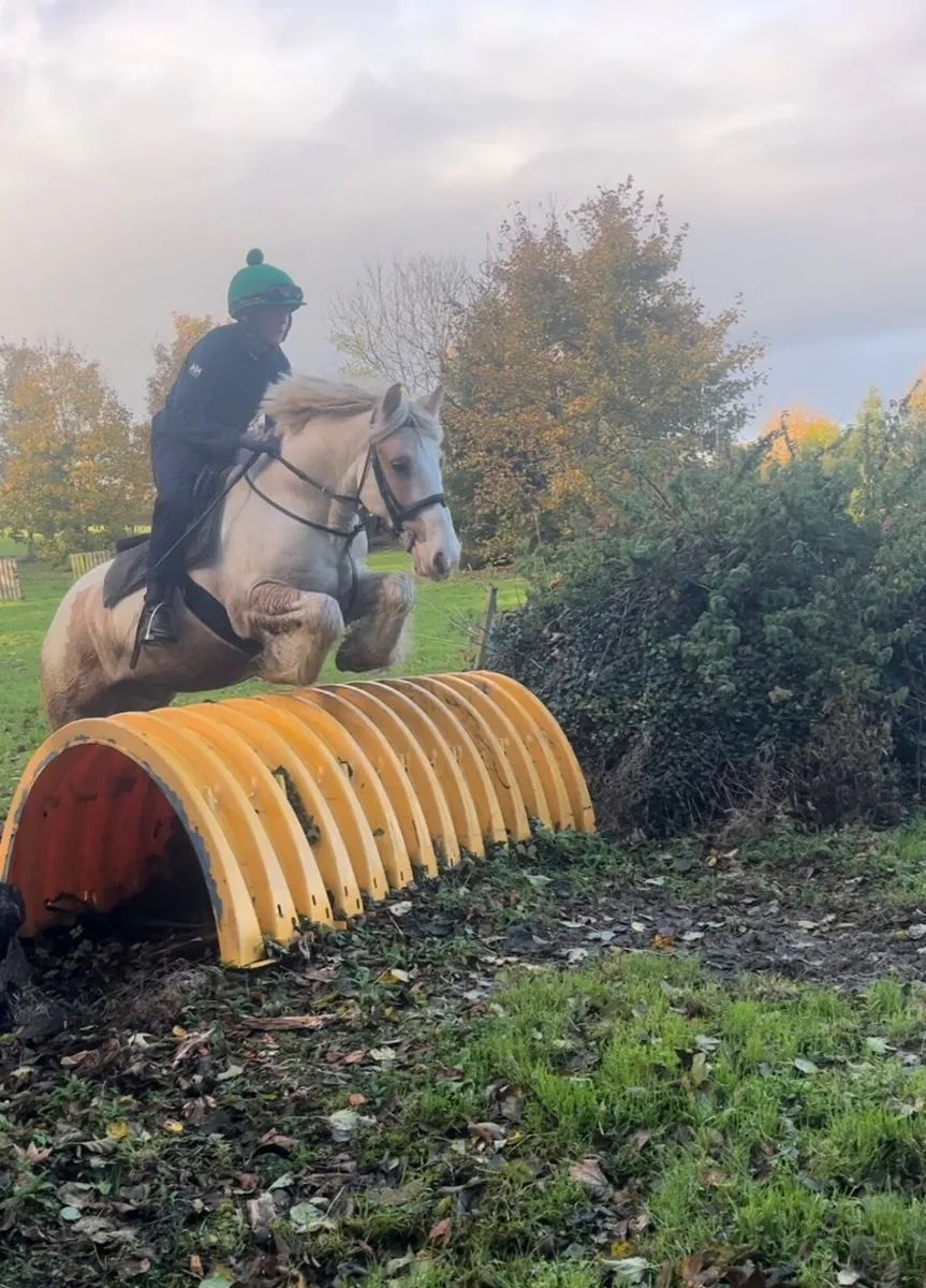 Flashy Cob - Image 4