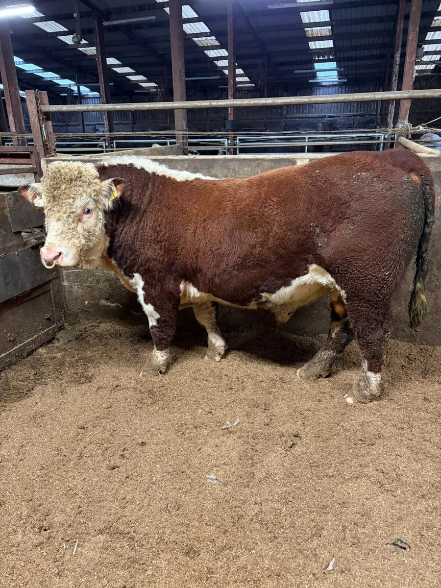 Pedigree Hereford bull - Image 1