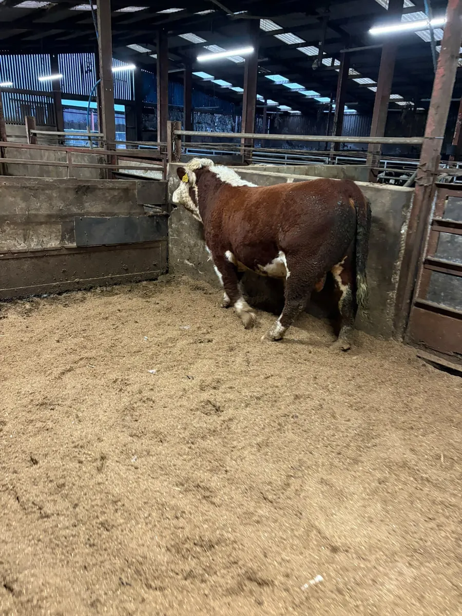 Pedigree Hereford bull - Image 4
