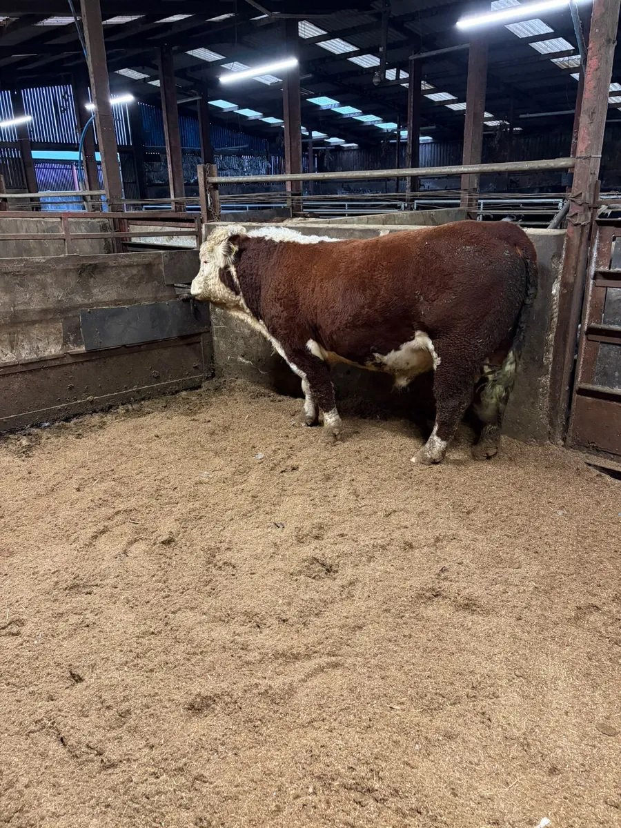 Pedigree Hereford bull - Image 3