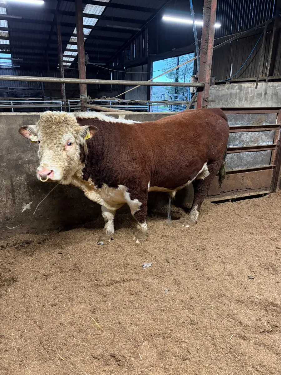 Pedigree Hereford bull - Image 2
